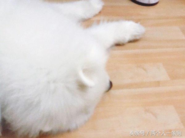 主人在外工作萨摩耶在家吹空调，日子过的比人类还舒服