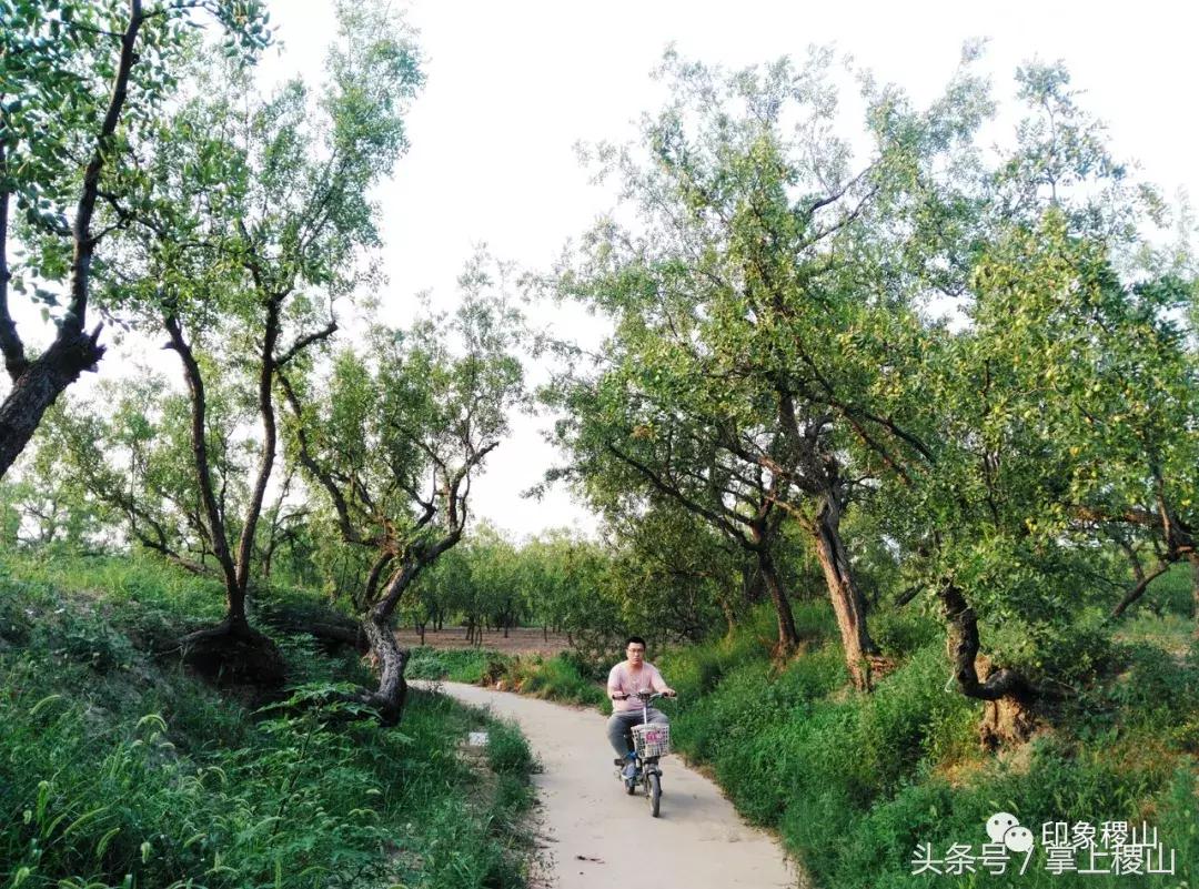 万步有约健步走的图片,万步有约健走视频动漫