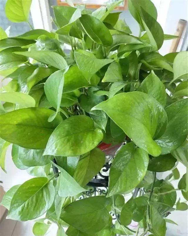 绿萝竟然也好“酒”，用这个方法教你绿叶爆盆