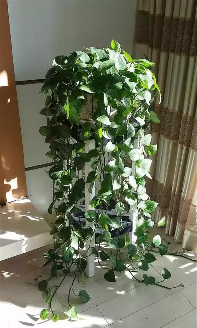 绿萝竟然也好“酒”，用这个方法教你绿叶爆盆