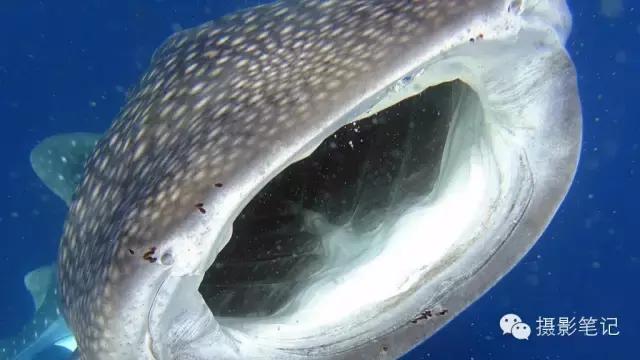 对焦模式及技巧必知,新手对焦入门基础知识