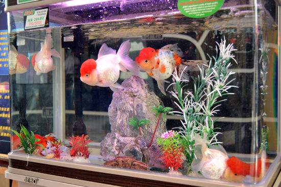 鱼缸的粪便怎么处理干净,鱼缸的粪便什么鱼可以处理