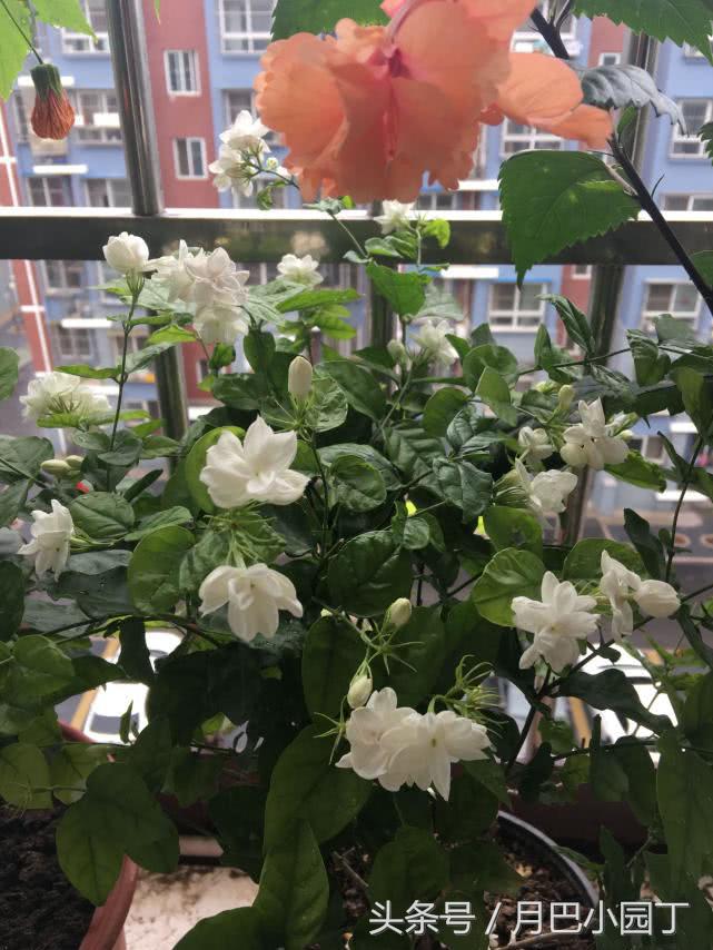 新到的茉莉苗叶子发蔫是怎么回事,茉莉叶子发蔫需要立即浇水吗