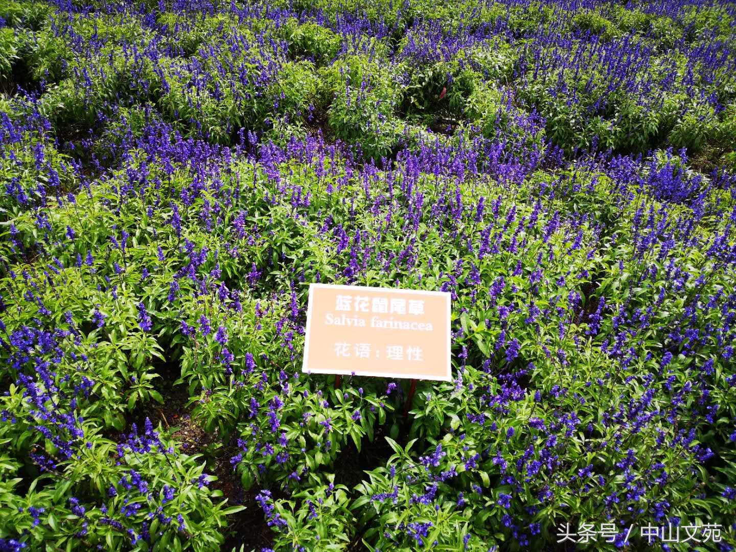 陳葶｜彩云之上·云南印象（组诗）
