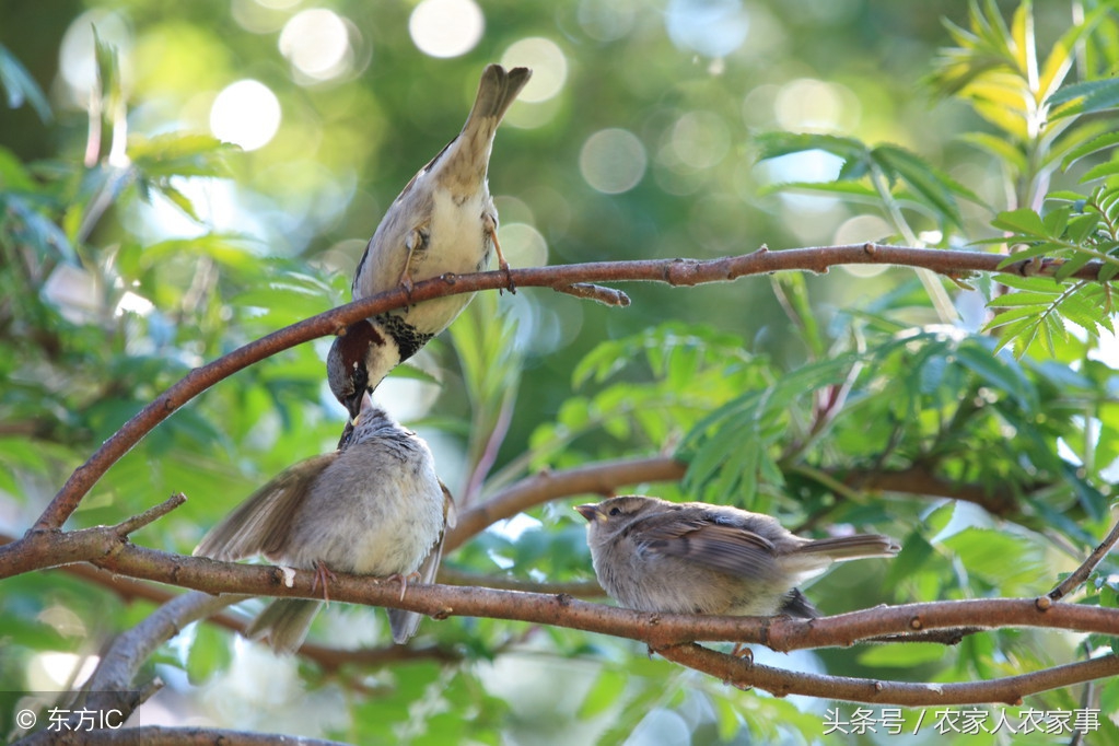 鸟预测天气的谚语,对天气预测有智慧的谚语