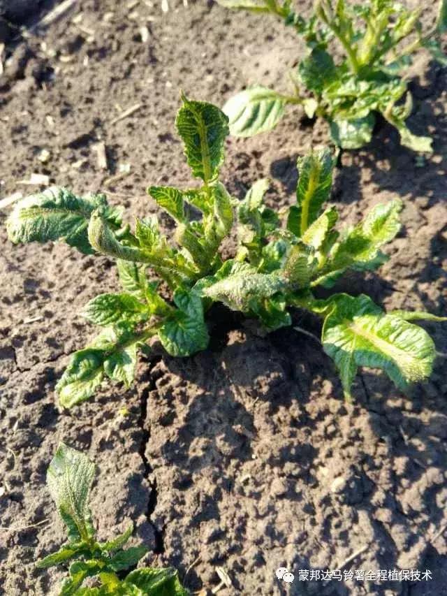 马铃薯苗期预防哪些病虫害,马铃薯生长期怎么防病