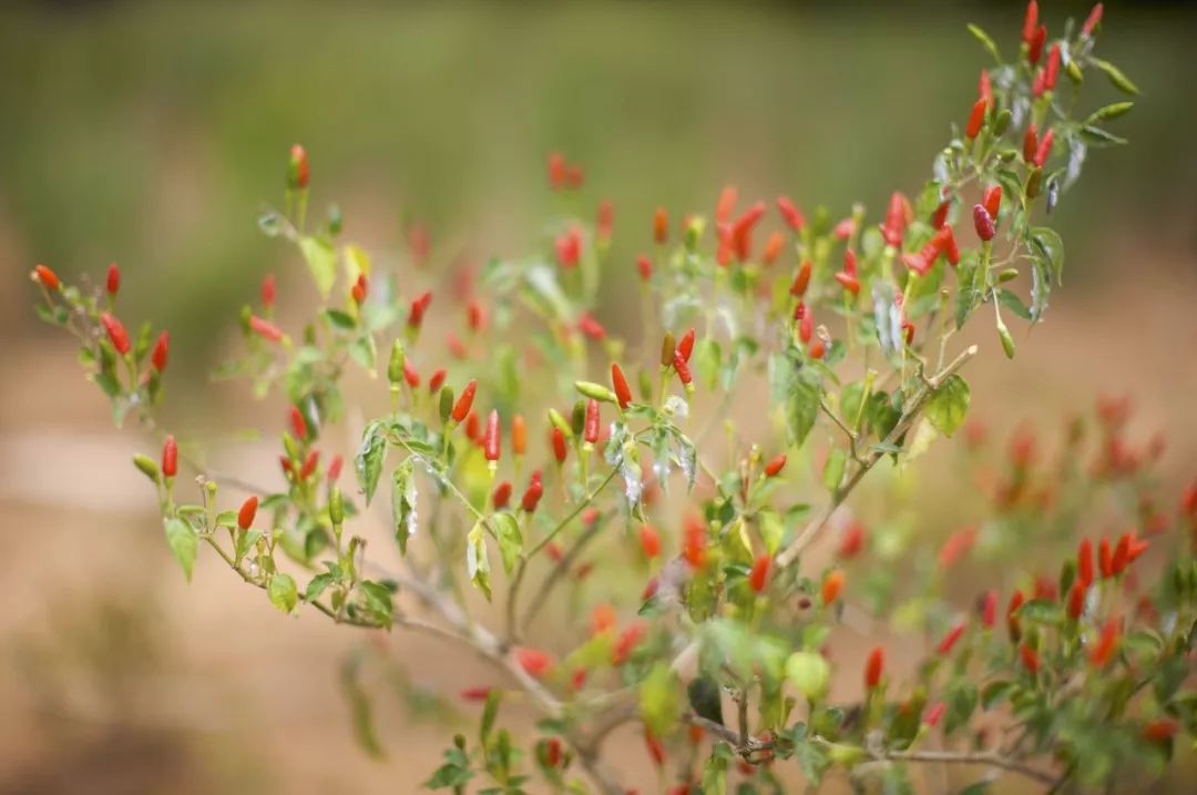 东博会展会美食,东博会重要合作伙伴