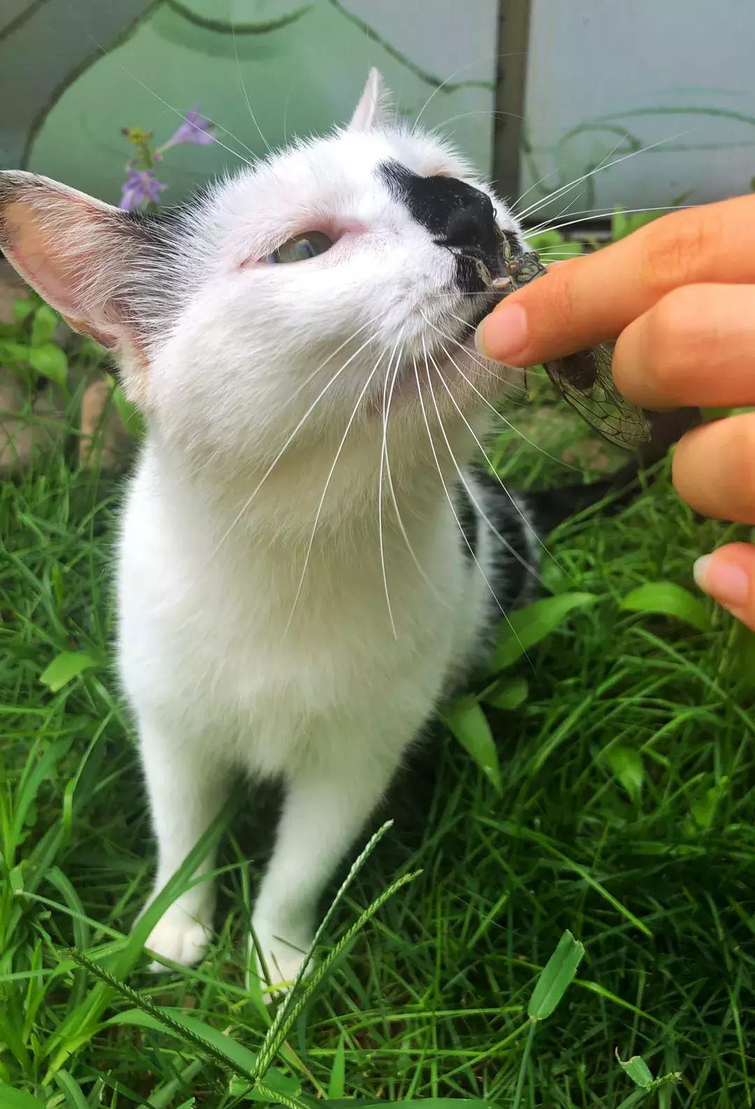 《猫谱》中的衔蝉就是王情圣这样的猫，我就是我，不一样的情圣！