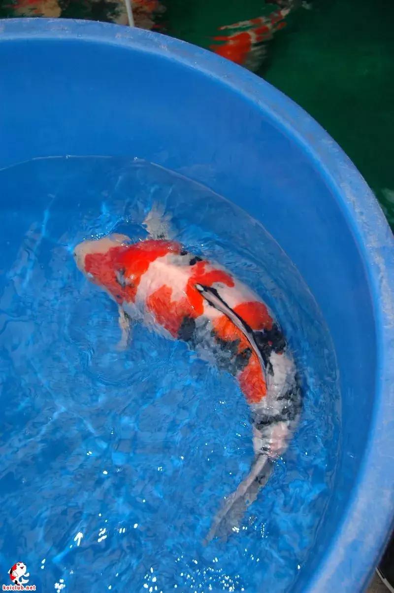 锦鲤知识分享锦鲤饲养经验,一位鱼友和锦鲤的春夏秋冬