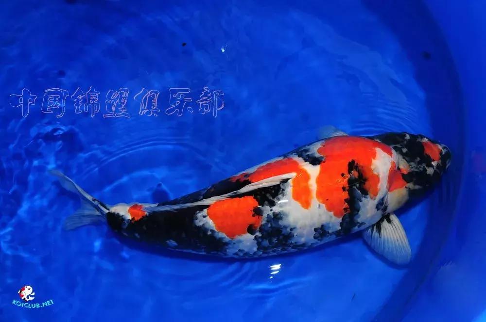 锦鲤知识分享锦鲤饲养经验,一位鱼友和锦鲤的春夏秋冬