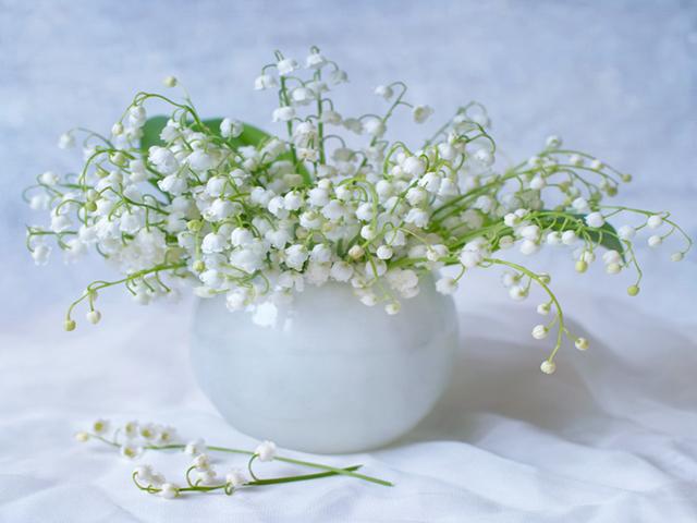 铃兰名贵吗,铃兰根茎怎么种植视频