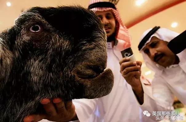 被沙特土豪炒到6万美刀一只的选美级羊咩咩……就长这个鬼样？！