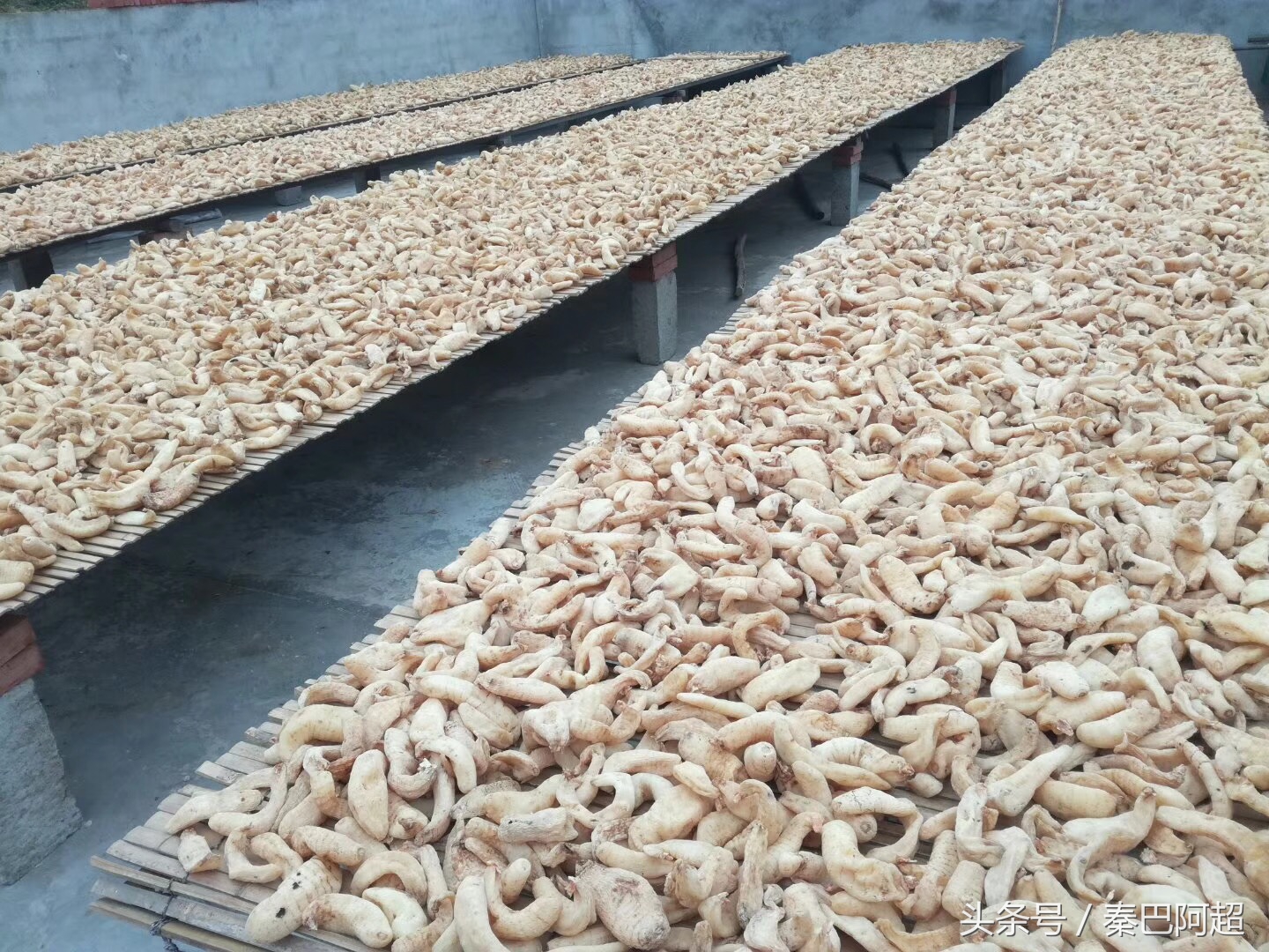 小草坝云南最美的天麻之乡,带你走进云南天麻之乡