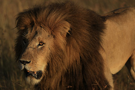 单反相机新手零基础教学佳能相机,佳能数码相机摄影技巧大全