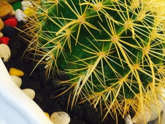 仙人球发黑腐烂怎么办妙招,仙人球出现烂洞怎么处理