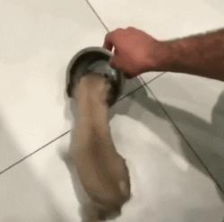 巴哥犬到底有多聪明,愁云满面