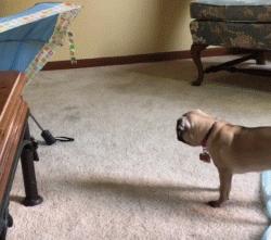 巴哥犬到底有多聪明,愁云满面