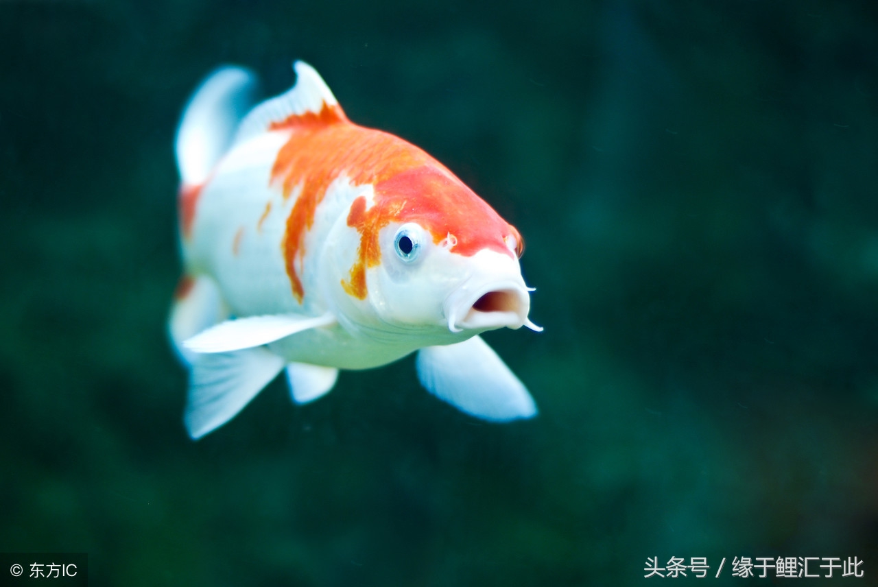 维生素c对锦鲤的作用和功效,维生素对鱼有什么作用