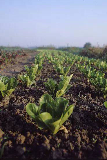 农庄式生态餐厅,休闲农场生态餐厅