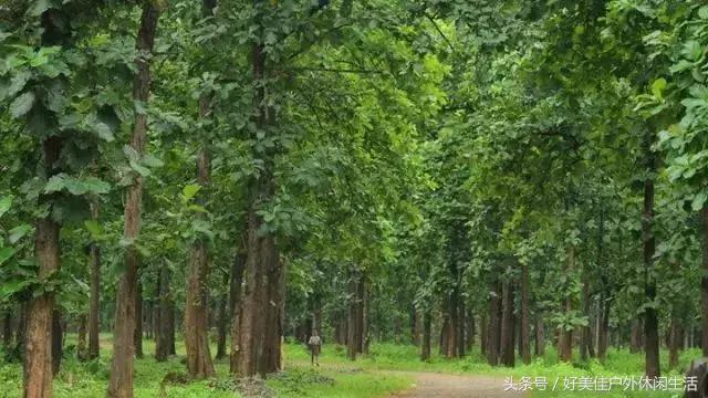 皇太子柚木为什么被称为万木之王,柚木万木之王完整版视频