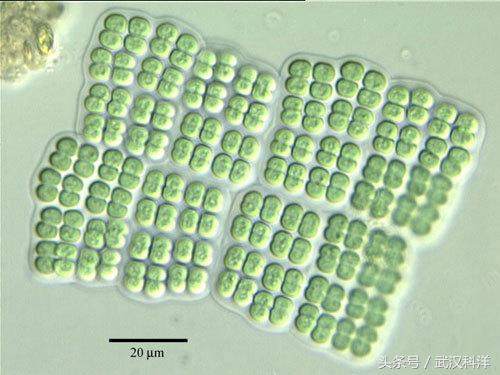 海边常见藻类植物图片,藻类植物常见的有什么