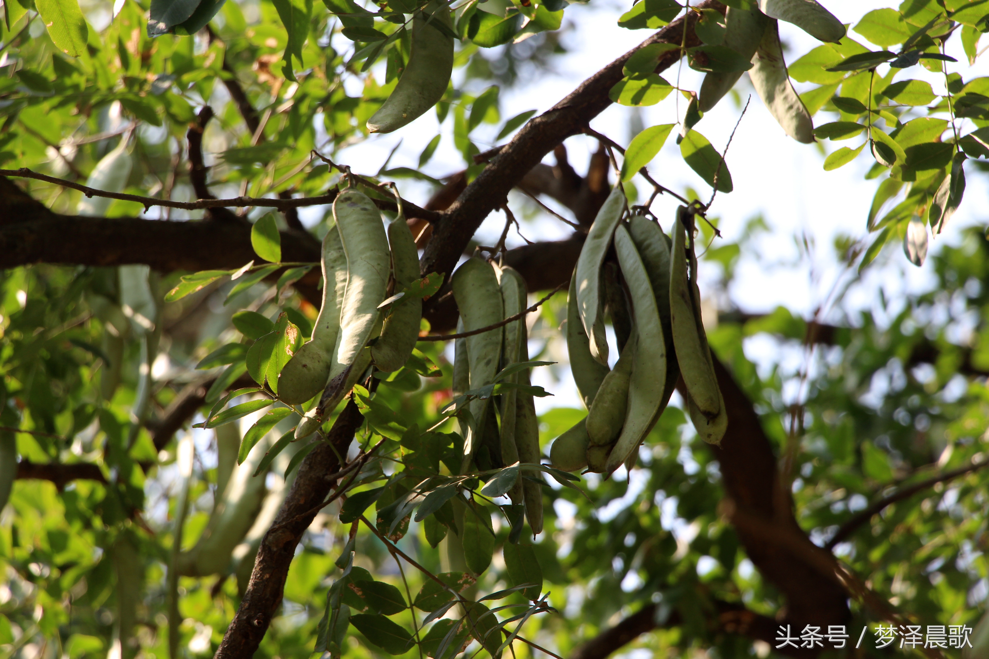 长满长长的尖刺看着吓人难得一见的稀有百年老皂荚树