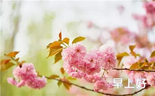 早上好配图鲜花表情图,鲜花祝福表情包早上好