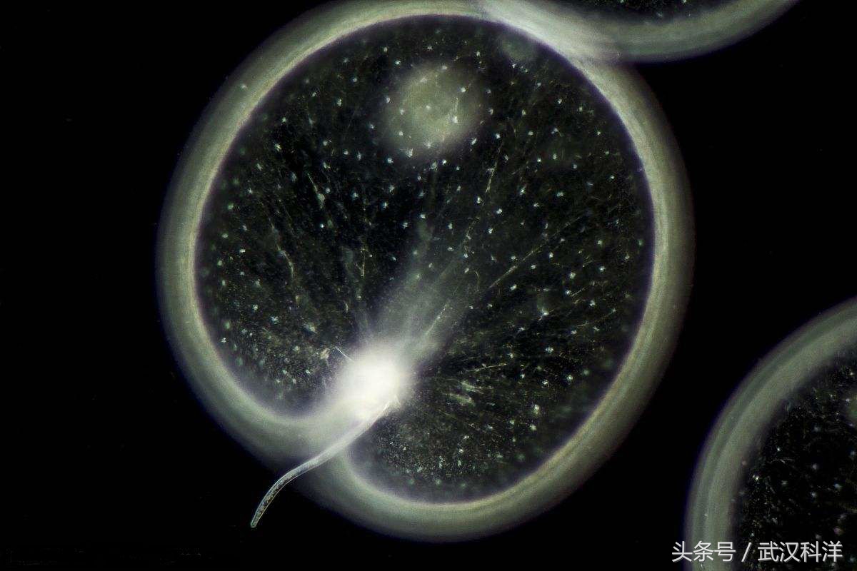 海缸几种常见的藻类,中国常见浮游藻类图谱