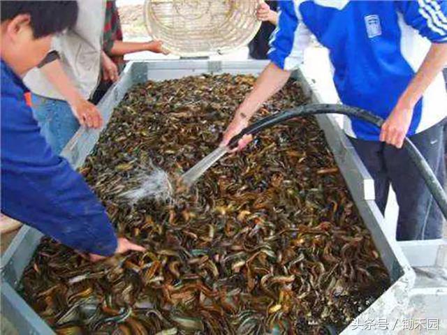 养殖泥鳅怎样才能赚钱,养泥鳅一亩地的泥鳅苗要多少钱呢