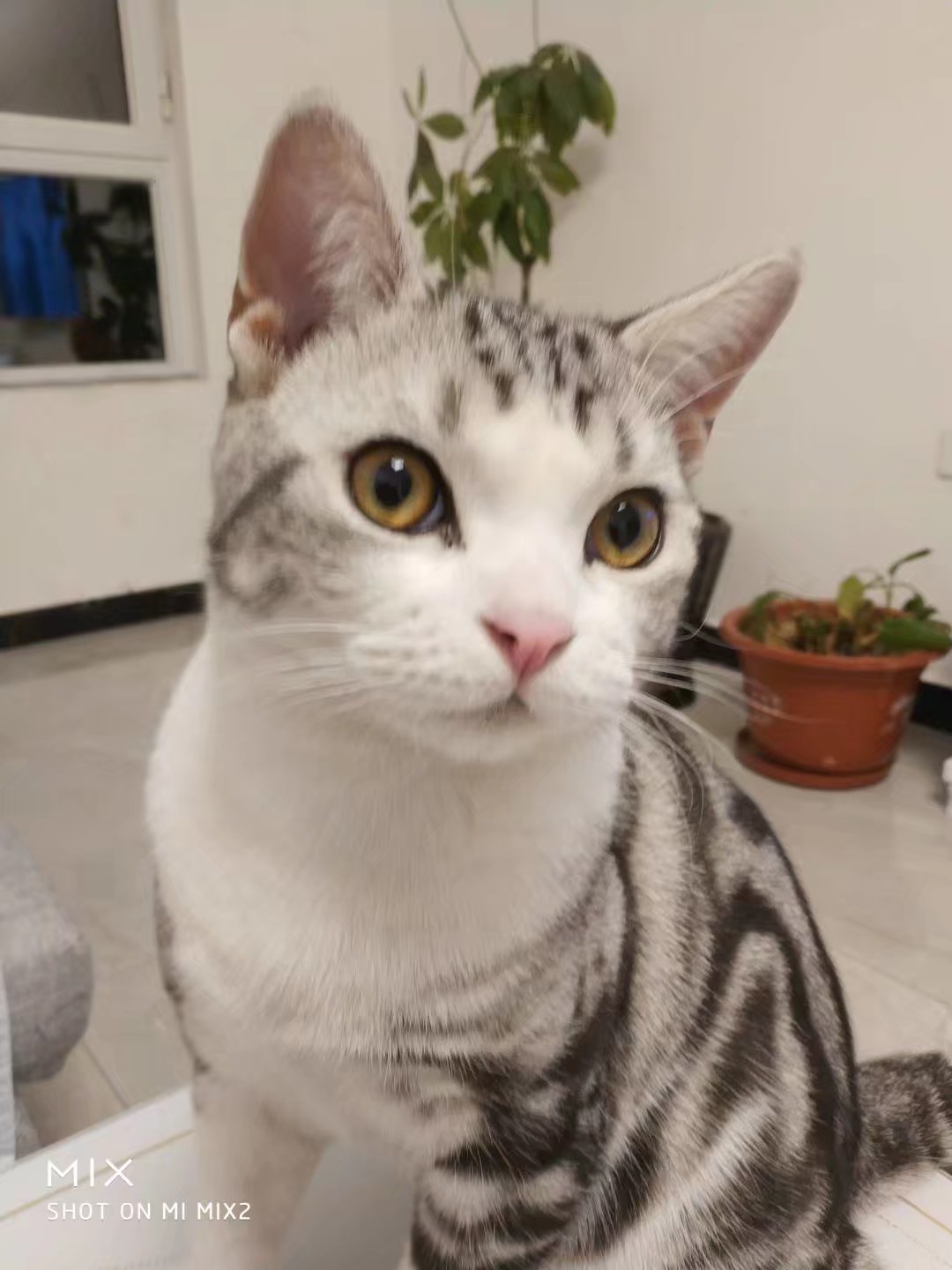 小猫顶球户外,小猫打抛球