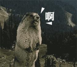 5000元左右的香奈儿,lv和香奈儿哪个便宜