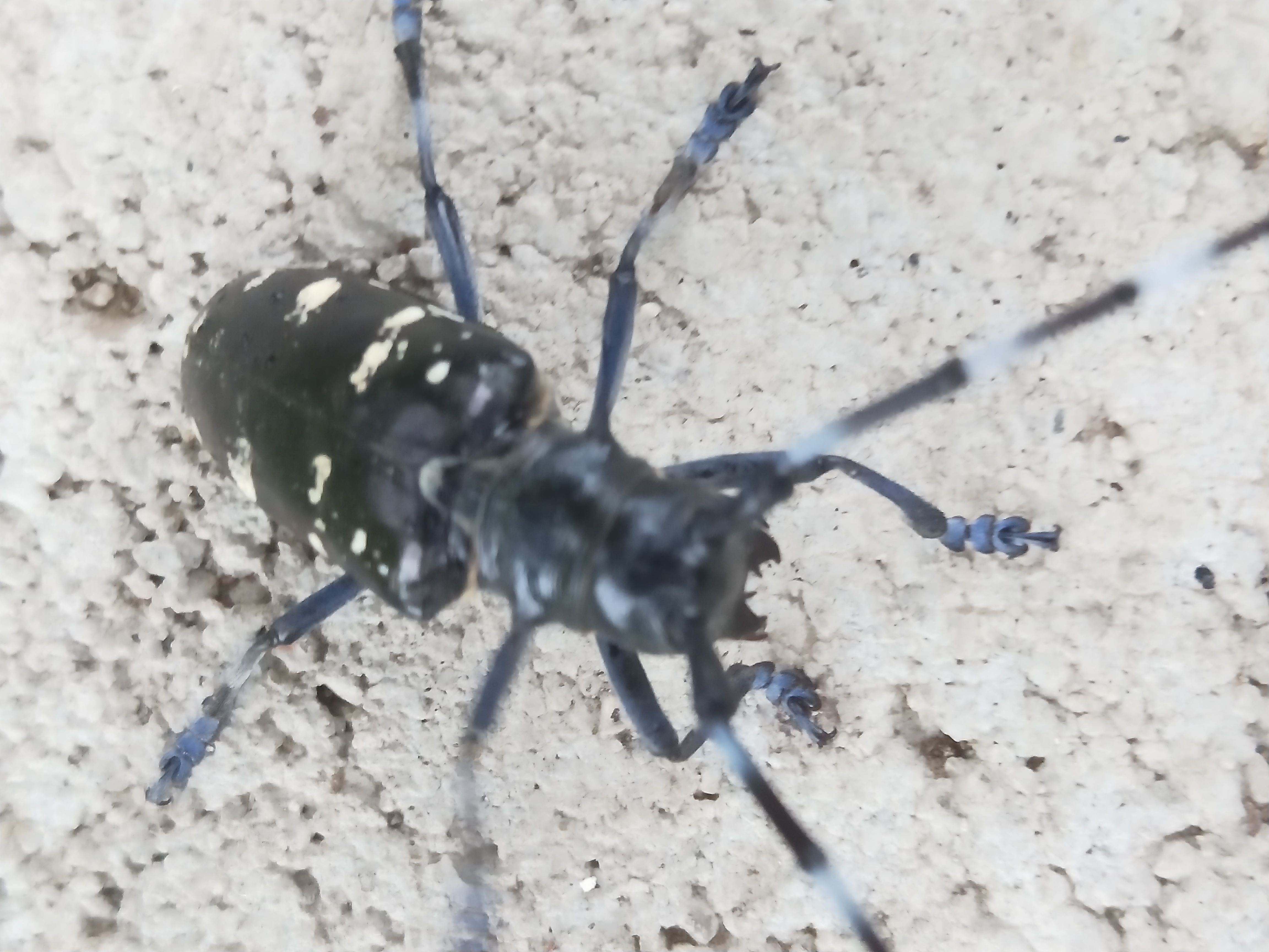 天牛北方叫什么,天牛秋天还生长吗