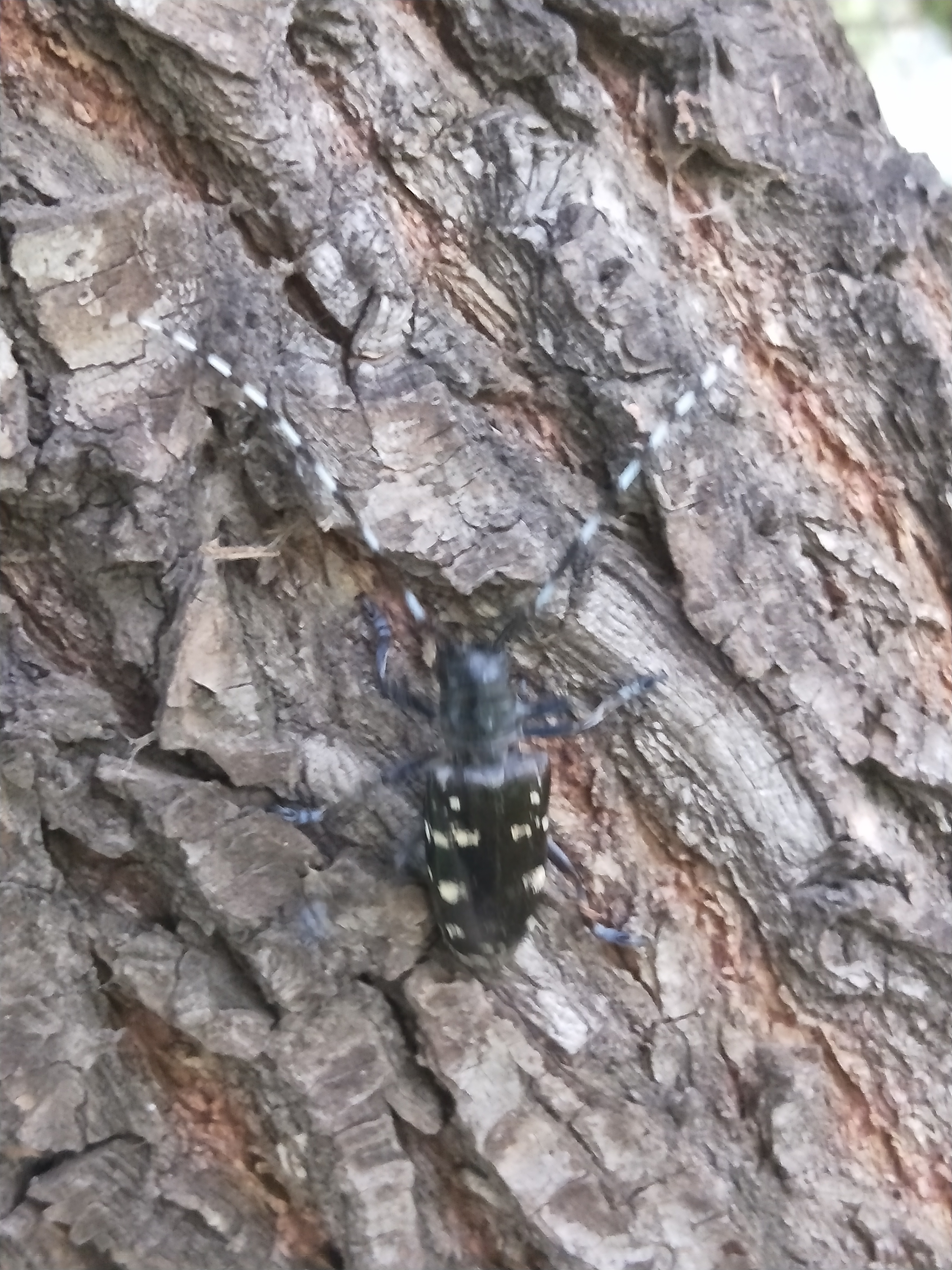 天牛北方叫什么,天牛秋天还生长吗