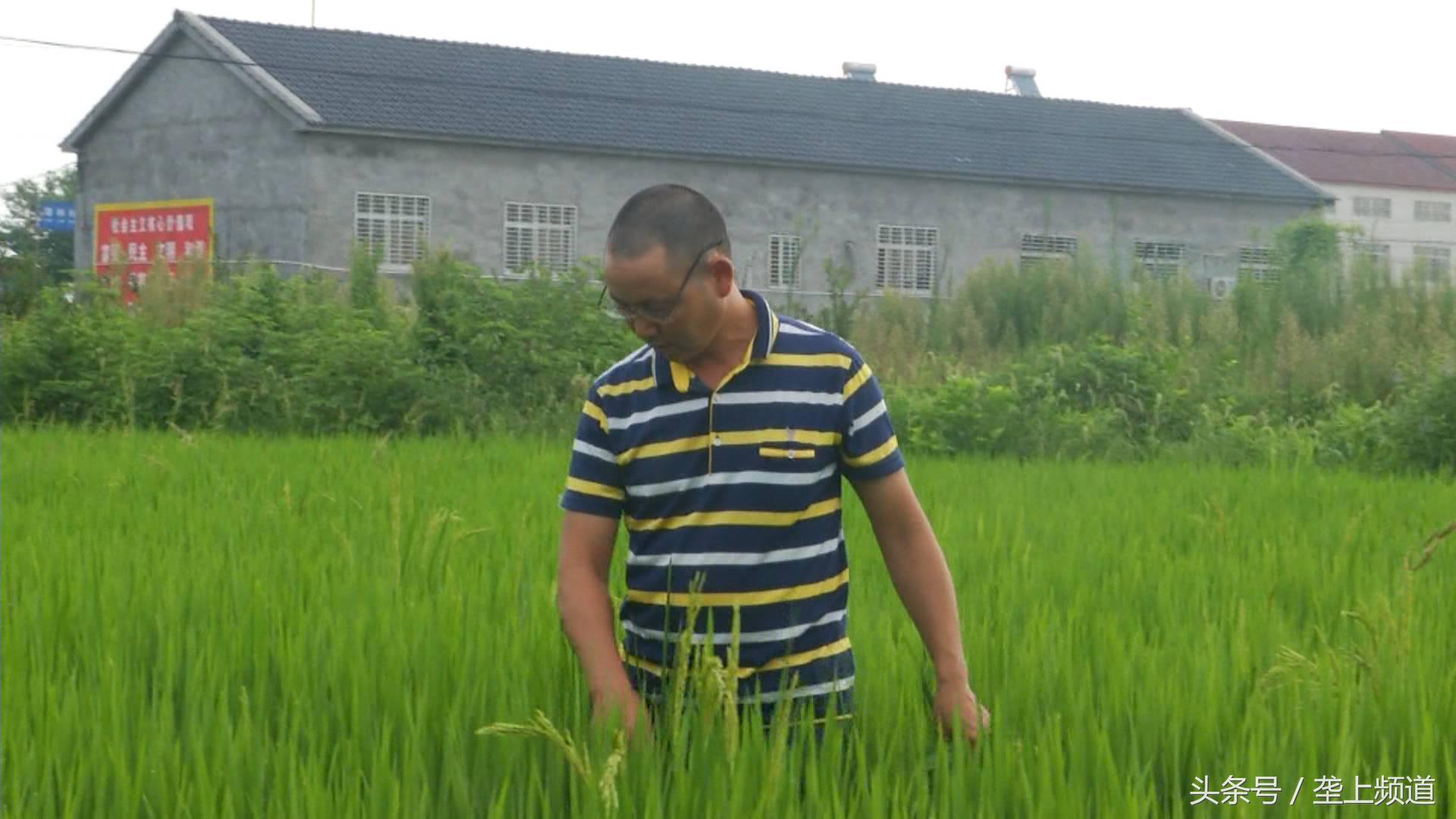 水稻稻飞虱在高温天气会爆发吗,水稻遇到高温干旱怎么办