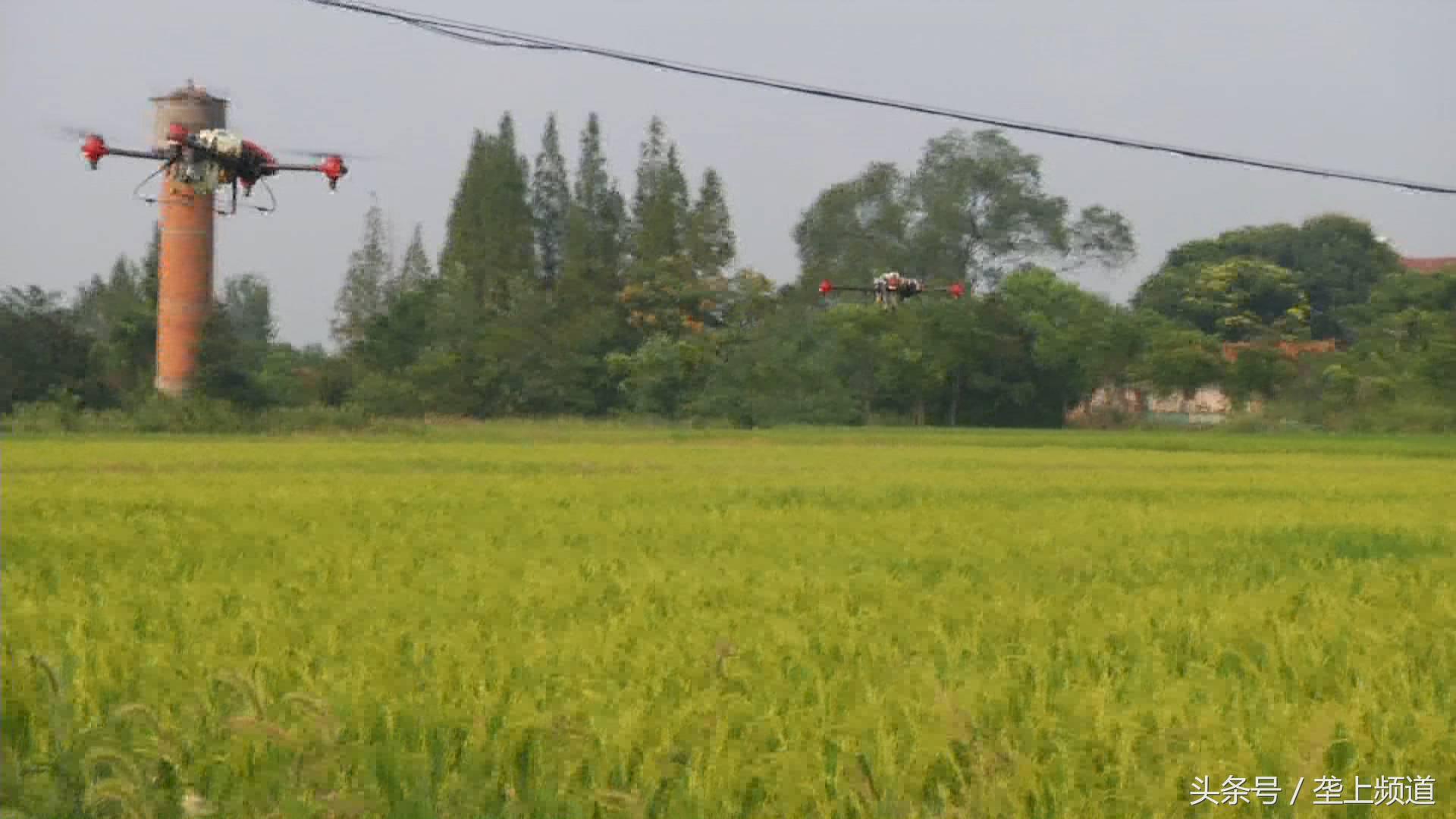 水稻稻飞虱在高温天气会爆发吗,水稻遇到高温干旱怎么办