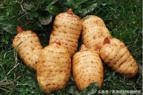 天麻有几个品种什么品种天麻最好,天麻有多少品种