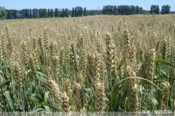 小麦品种推荐视频,小麦新品种十大排名
