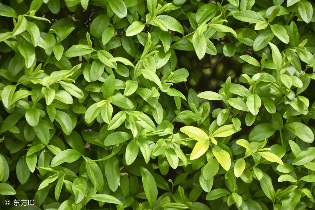 真茶叶假茶叶辨别方法,分辨假的茶叶是什么茶