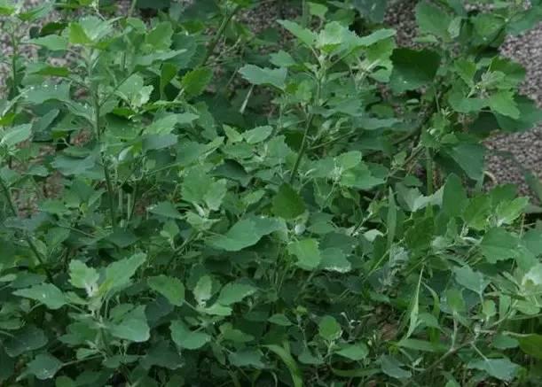 南阳人还去什么医院?你脚底下就是药房!