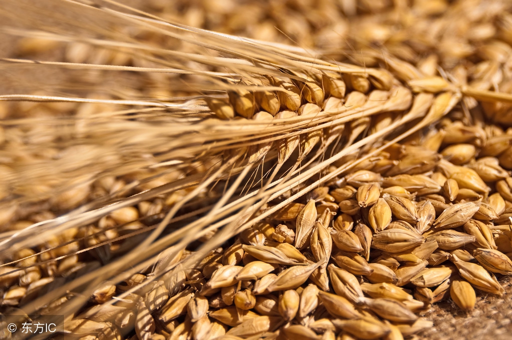 少年白发黑发方法,如何解决青少年一头白发