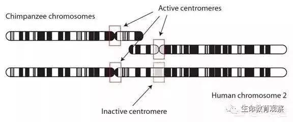 科学家如何发现人和大猩猩间有生殖隔离的