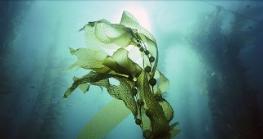 大牌护肤品成分解析,大牌护肤品成分分析