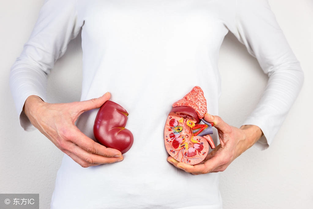 肾结石怎么形成如何预防,肾结石怎么产生的如何预防