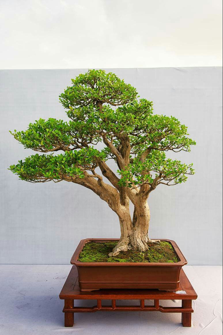 黄杨树盆景如何养,怎样养好黄杨树盆景