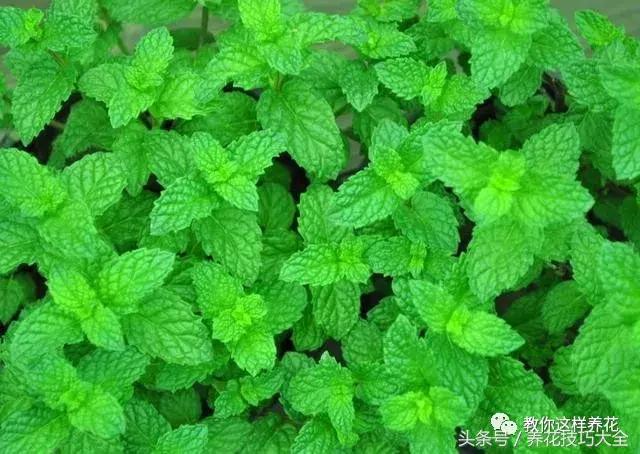 入睡困难也容易醒吃什么助眠药,入睡困难惊醒吃什么助睡眠的药好