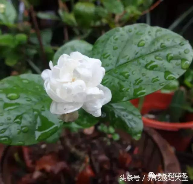 入睡困难也容易醒吃什么助眠药,入睡困难惊醒吃什么助睡眠的药好