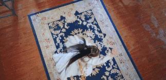 18禁小黄文拍成网剧,剧情神还原,《媚者无疆》堪称黑莲花宝典