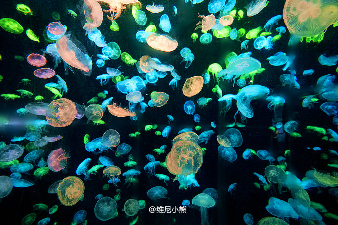 暑假珠海长隆最全游玩攻略,珠海长隆海洋王国暑假门票多少钱