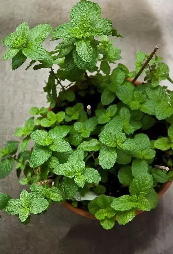 有利于提高晚上的睡眠质量的绿植,睡眠不好养什么花帮助睡眠