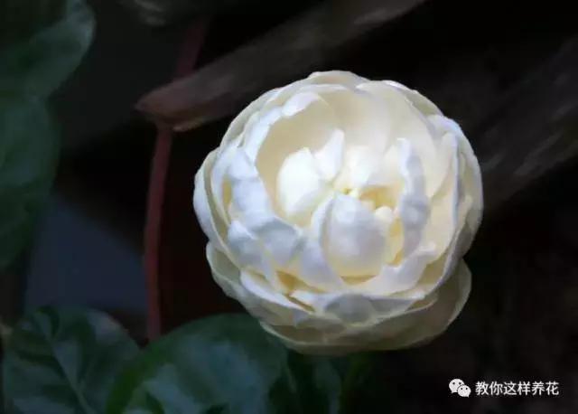 有利于提高晚上的睡眠质量的绿植,睡眠不好养什么花帮助睡眠